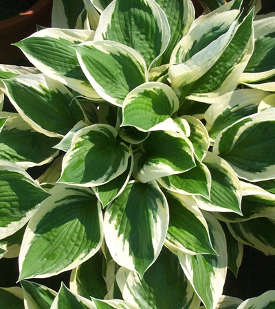 Hosta Patriot